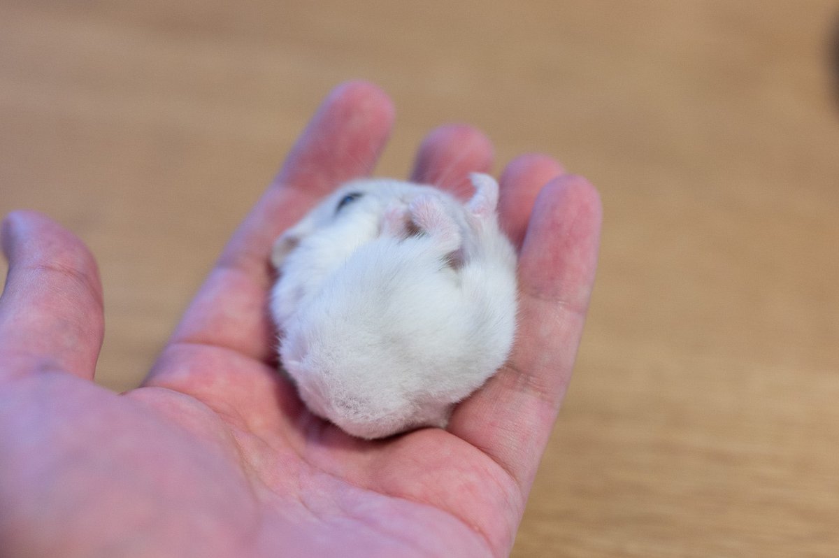 ブロッコリーがハムスターに包まれていくところ。 