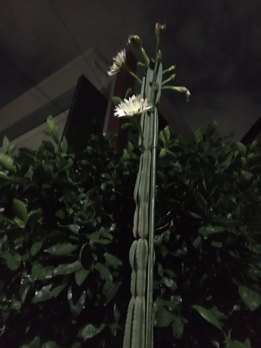 しばらくの間、二人で黙ってサボテンの花見てた