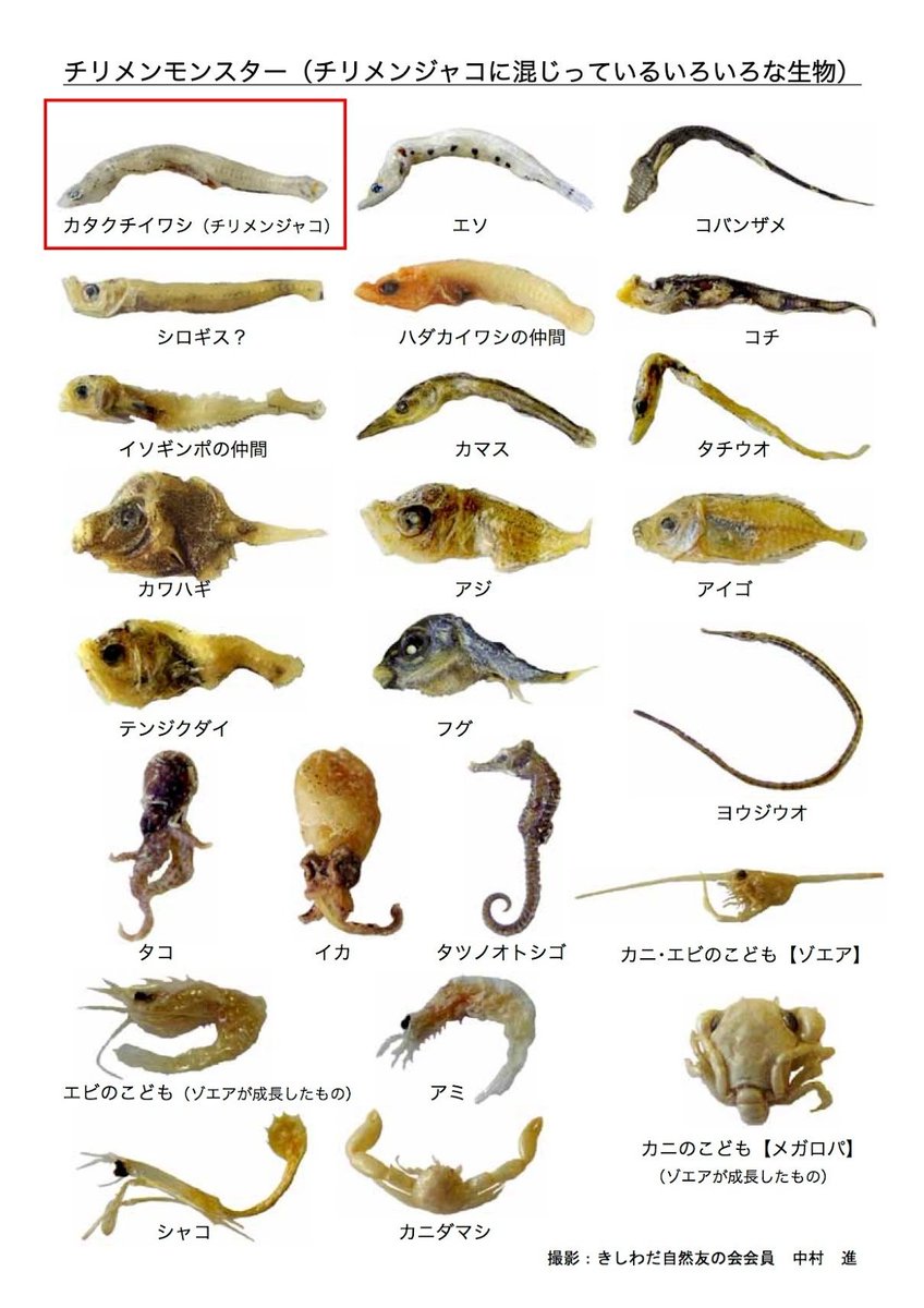 シラス漁師に嫌われる面々😩 