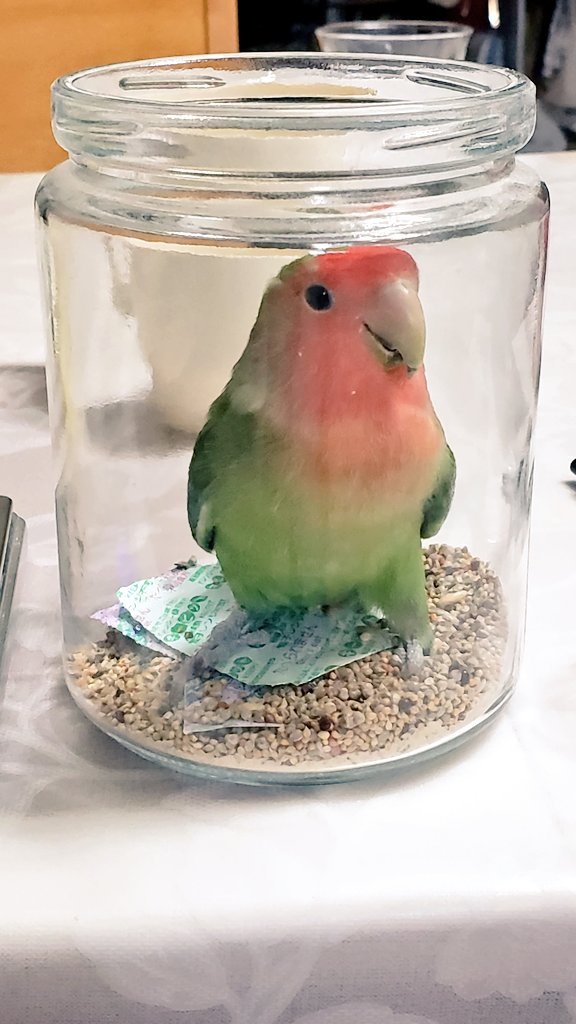 これは、エサ入れから直接食いた過ぎて瓶に突入したものの、出られなくなって絶望してるインコ 