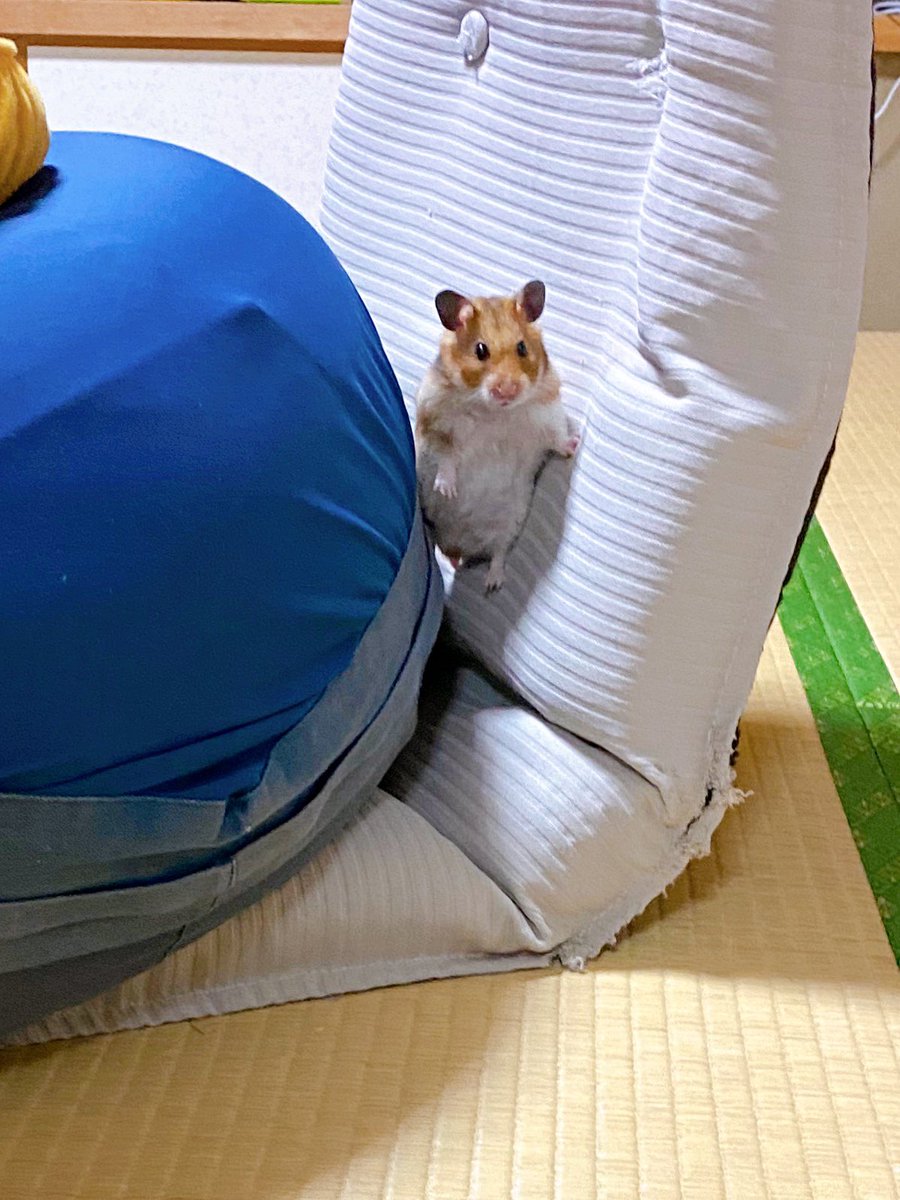 なんのアピールなのか教えてもらえますかね… 