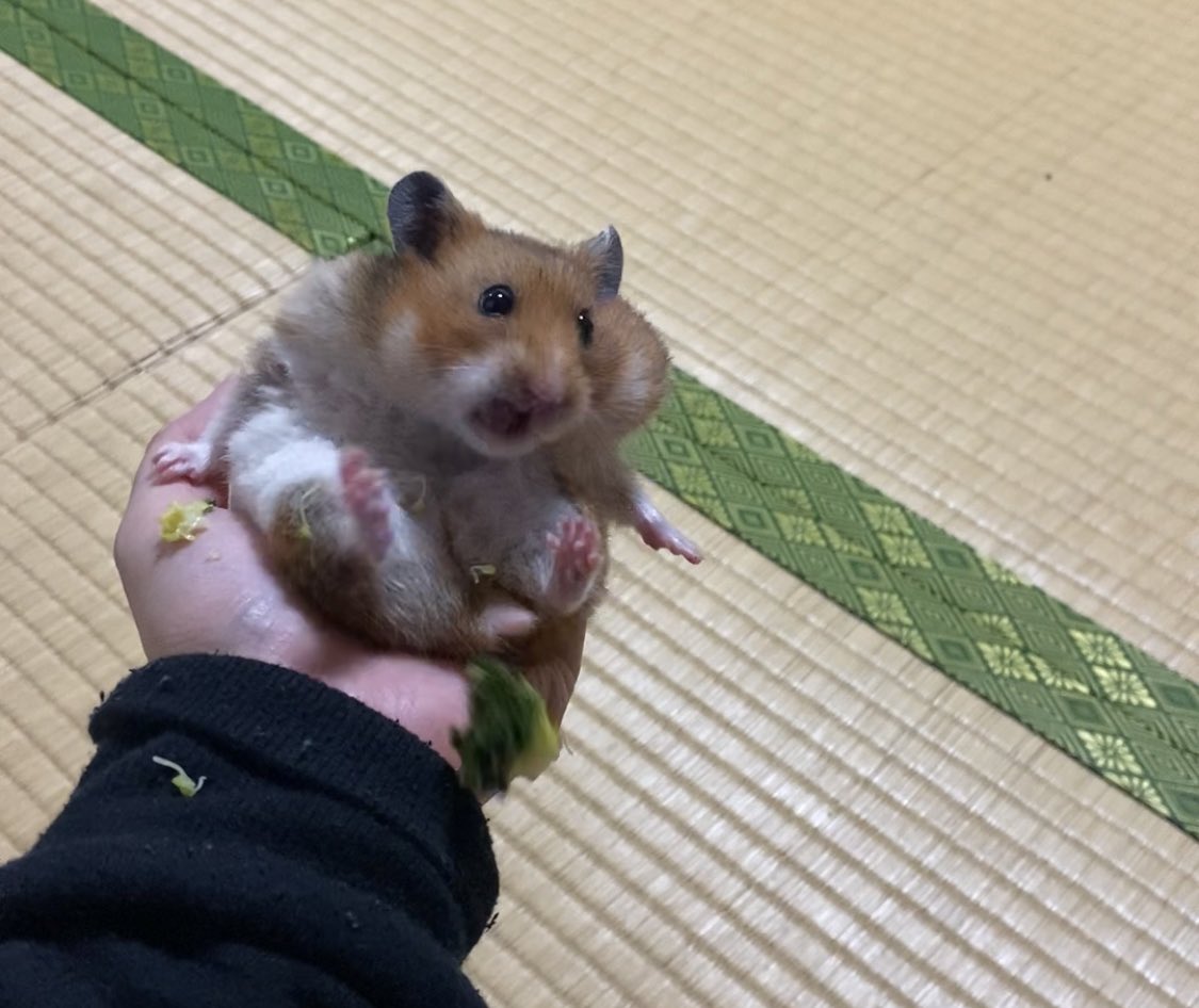 飼主の母が茹でたブロッコリー🥦はお気に召した様子