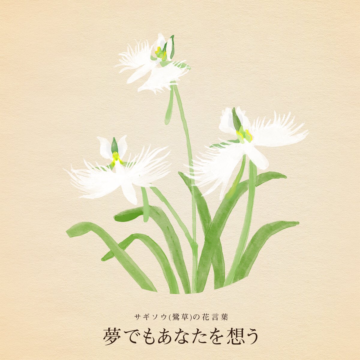 きょう8月13日は 月遅れ盆迎え火 国際左利きの日 函館夜景の日 怪談の日 アルフレッド・ヒッチコックの誕生日 誕生花はサギソウ(鷺草) 花言葉「夢でもあなたを想う」