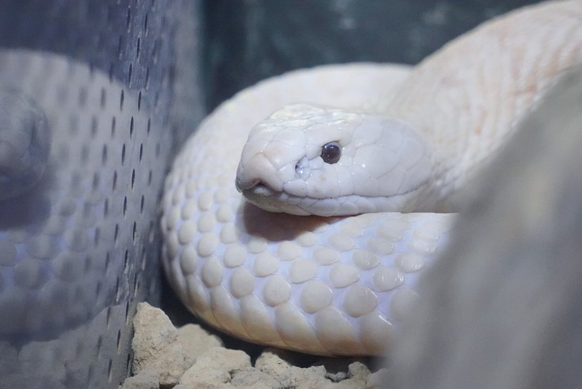 かぶらまるの仲間🤔？ 