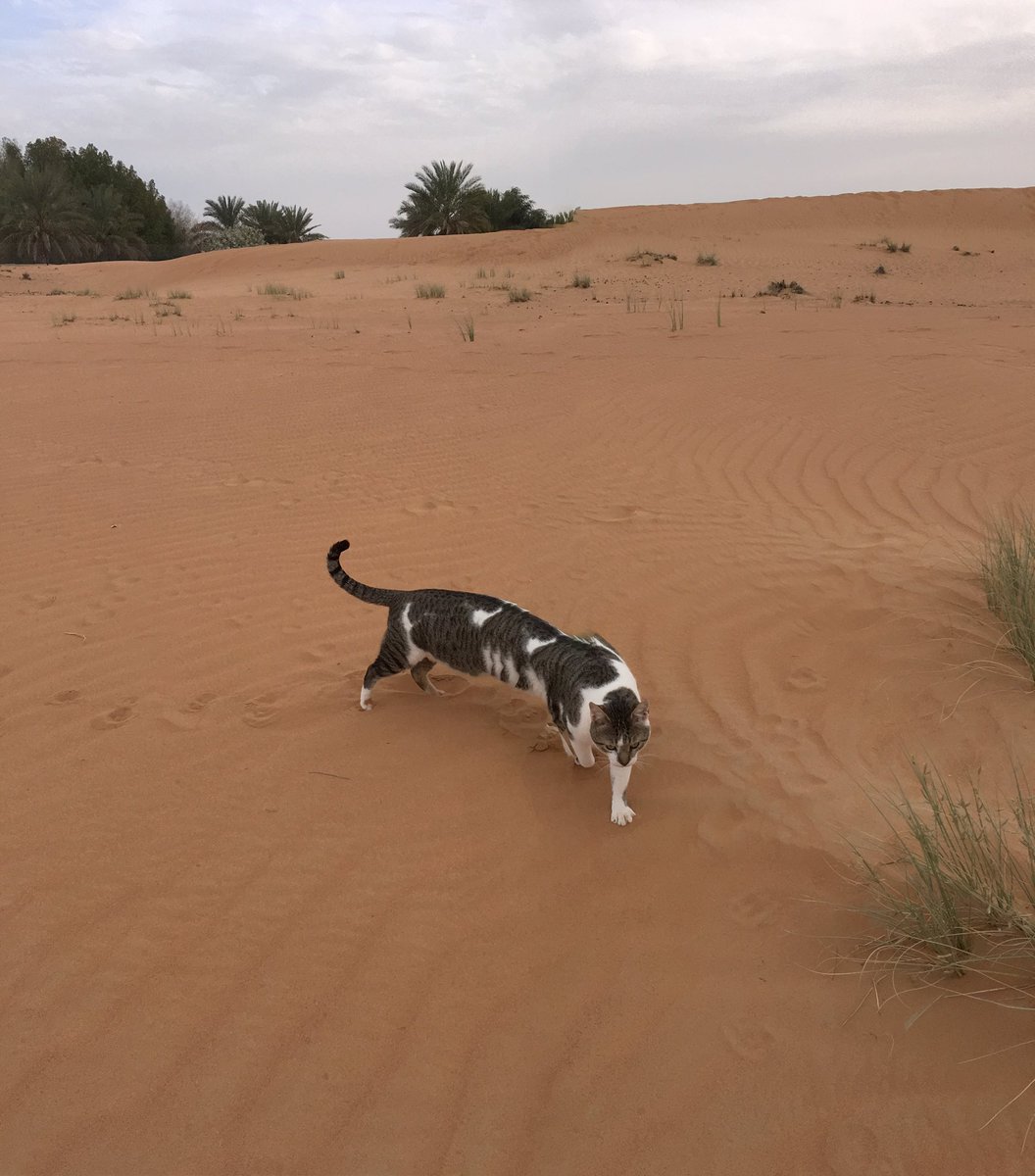 砂漠に棲む、#ネコの日 のネコ妖怪たちを。 