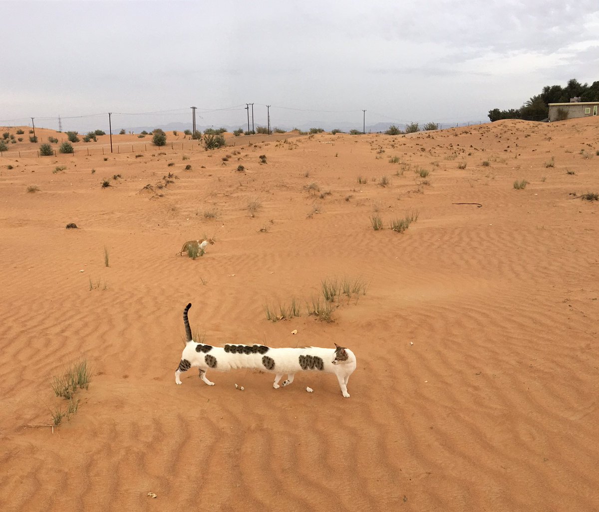 砂漠に棲む、#ネコの日 のネコ妖怪たちを。 