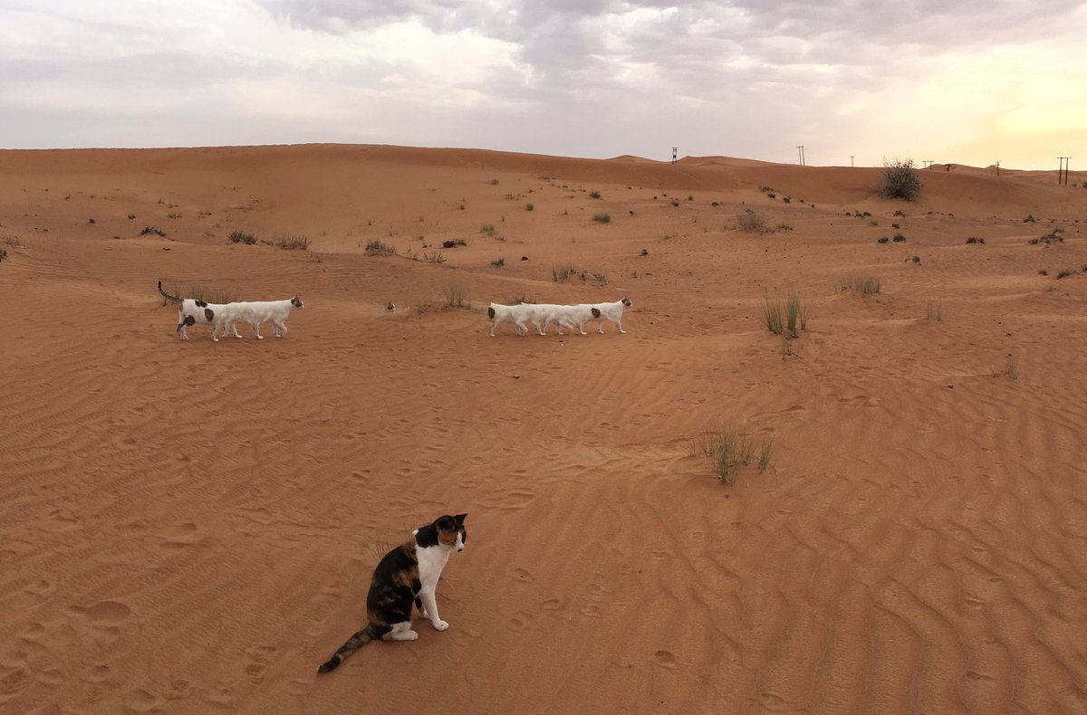 砂漠に棲む、#ネコの日 のネコ妖怪たちを。 