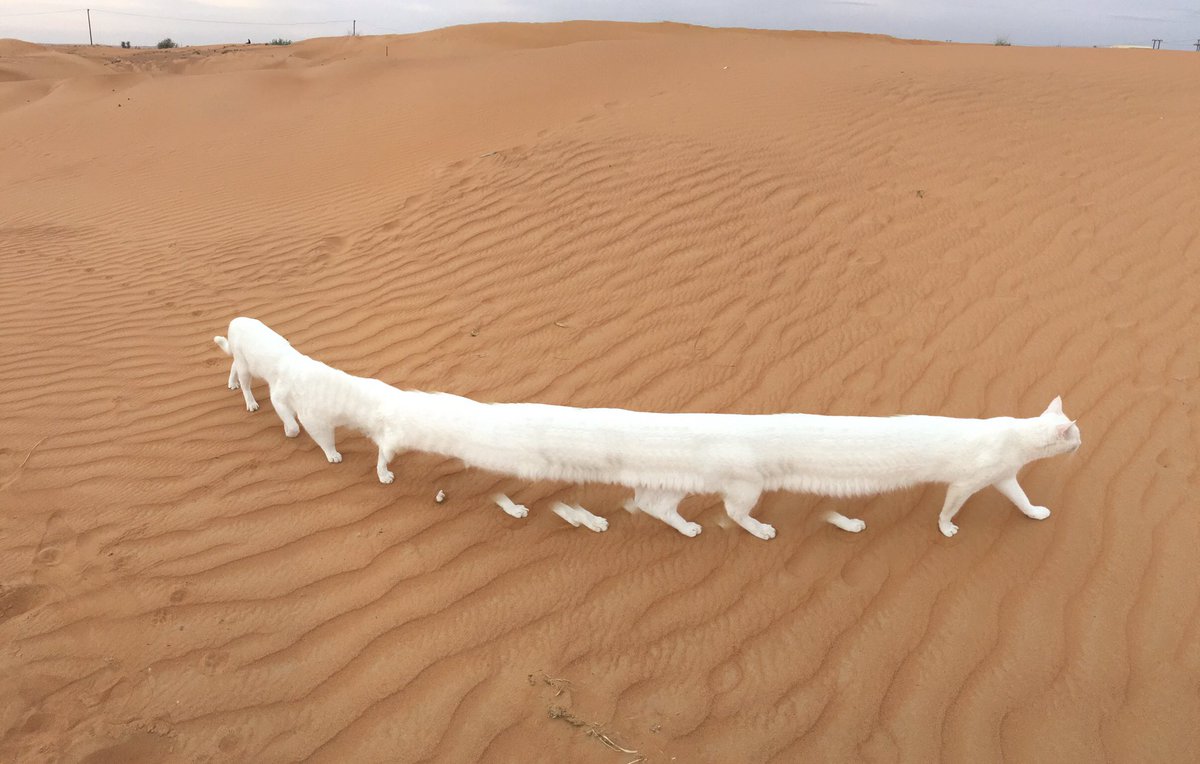 砂漠に棲む、#ネコの日 のネコ妖怪たちを。 