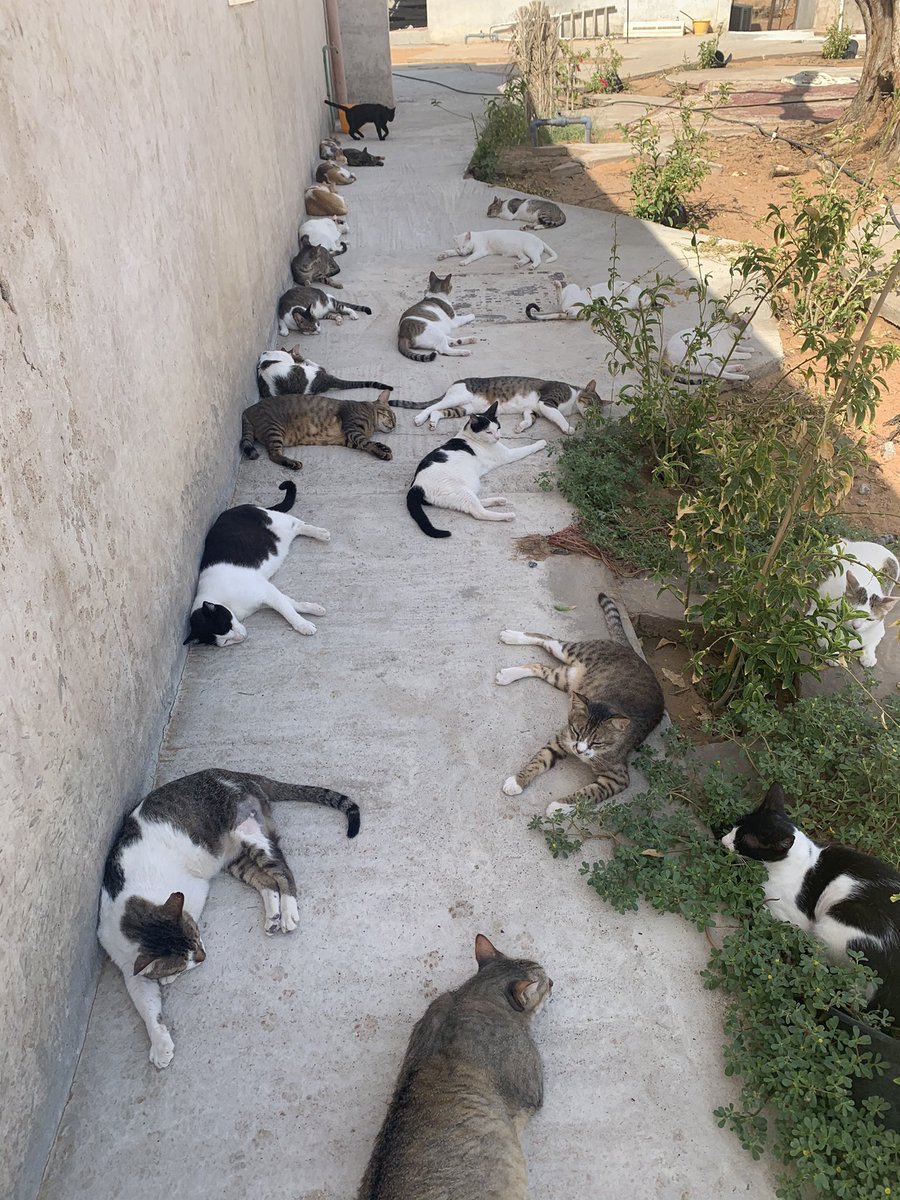 日陰で座っていたら、左右次々隙間が埋まっていったので、そっと抜けて撮ってみた