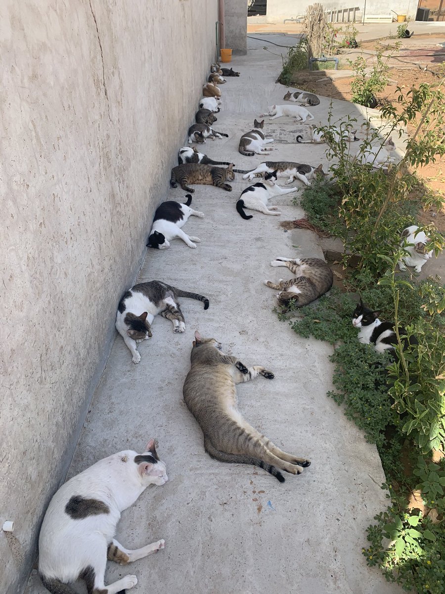 日陰で座っていたら、左右次々隙間が埋まっていったので、そっと抜けて撮ってみた