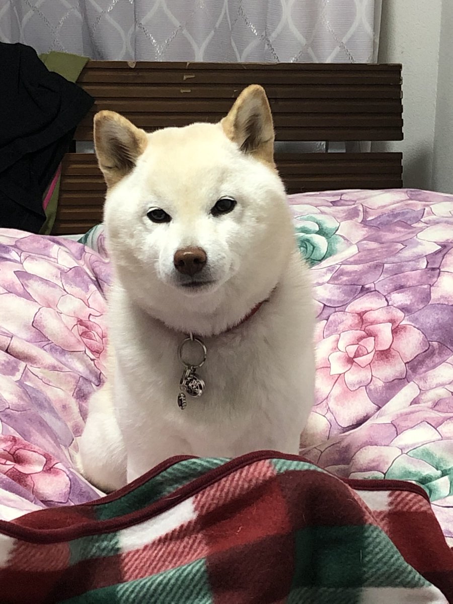 昨晩2時に、犬が自室に頭突きで押し入り、布団をめちゃめちゃに踏み荒らしながらヴォォォォォン