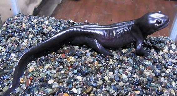 あんなに可愛いウーパールーパーだけど、水の量を体の半分くらいにすると陸に適した体に変体してキモくなるのを知っていますか 