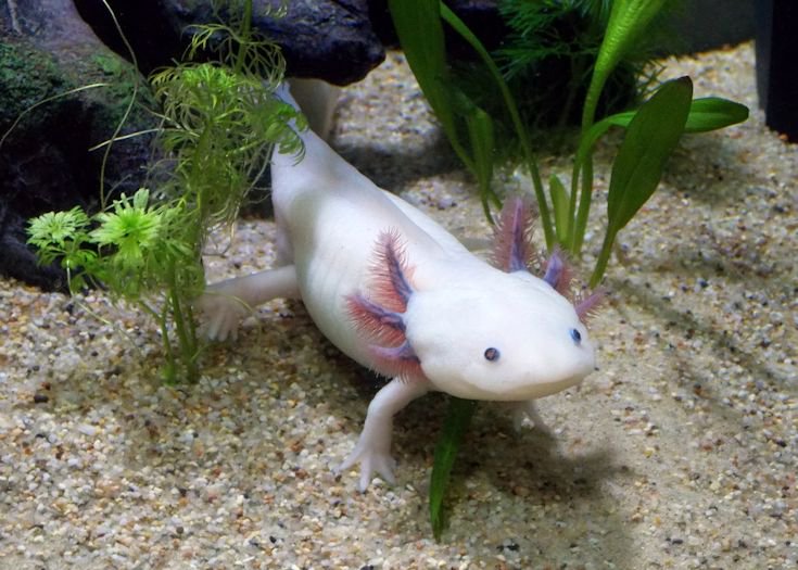 あんなに可愛いウーパールーパーだけど、水の量を体の半分くらいにすると陸に適した体に変体してキモくなるのを知っていますか 