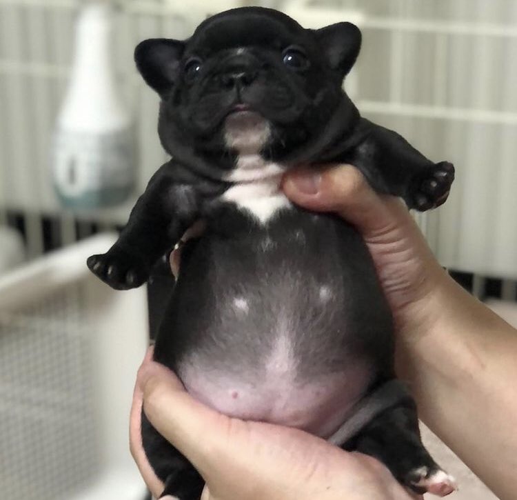 生後25日頃のクルミwwww #フレンチブルドッグ 