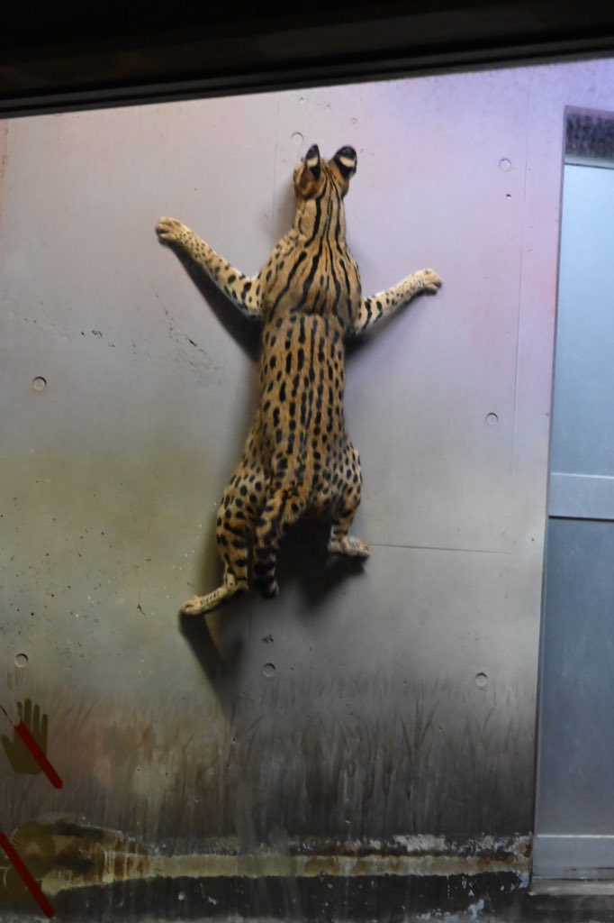 セミの季節になりましたね 