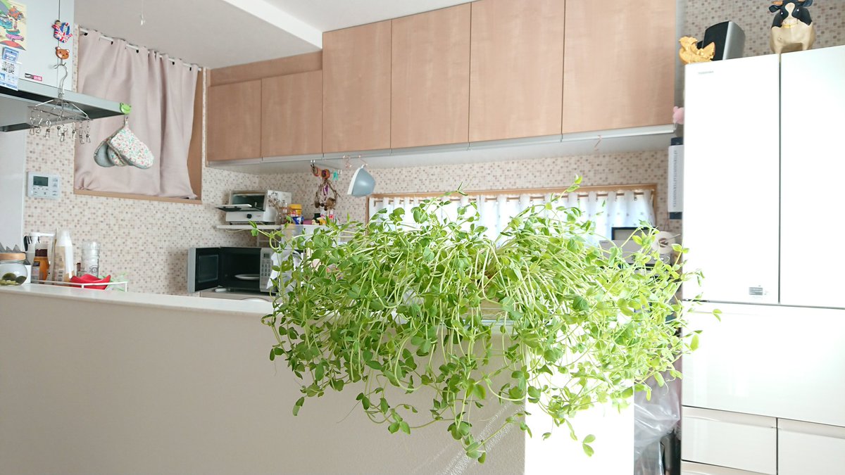 緑のあるキッチンはいいですね☺️ 食べるタイミングを失い成長を続ける私の豆苗🌱 