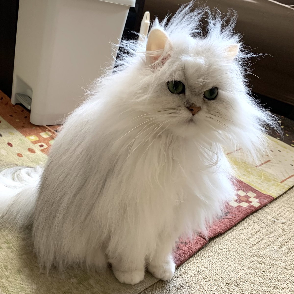 これは自分で毛繕いして綺麗になったつもりでいるグシャグシャの猫 