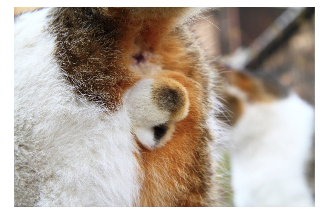   三毛猫は縁起が良いと言われ(招き猫とかも三毛ね)、とても有り難いとされております