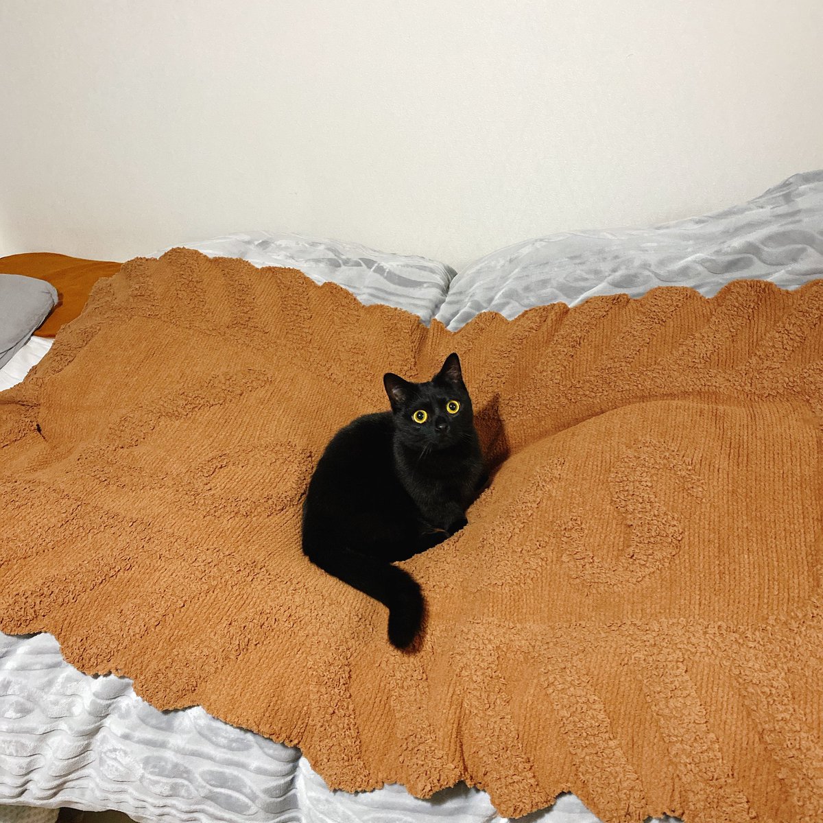 Lotusビスケット大好きで即ゲットしたジェラピケのブランケット