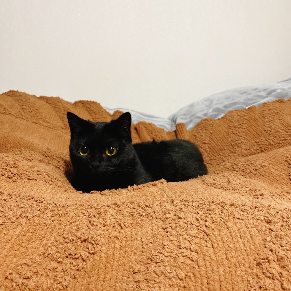 Lotusビスケット大好きで即ゲットしたジェラピケのブランケット