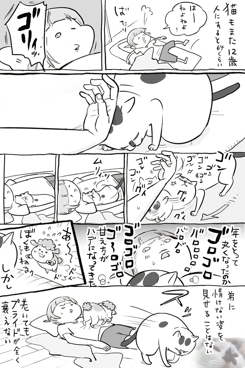 犬と猫どっちも飼ってると、ともに年をとれて毎日たのしい 