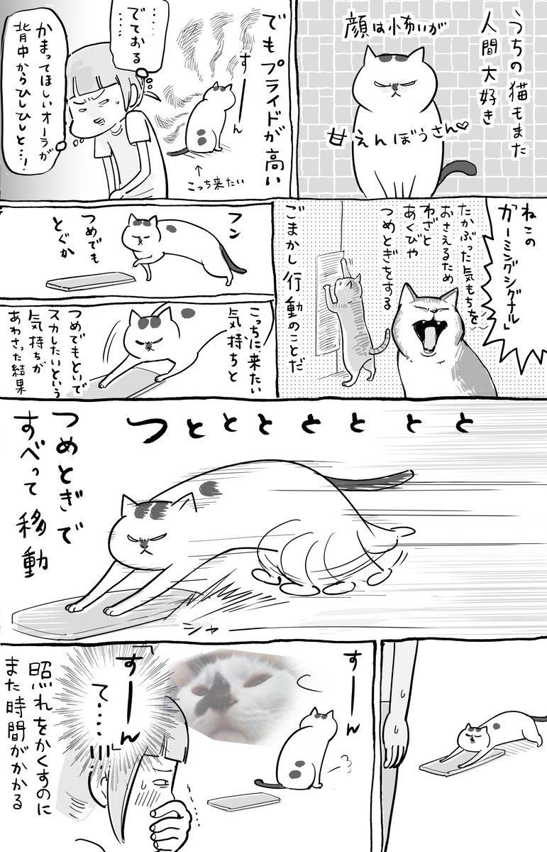 犬と猫どっちも飼ってると、人間大好きすぎて毎日たのしい 