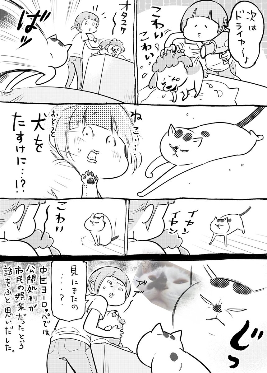 犬と猫どっちも飼ってると、おもわぬ動きで毎日たのしい 