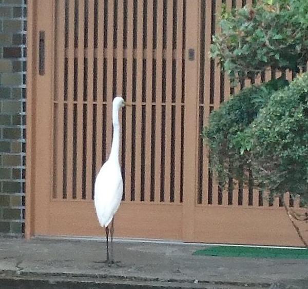 ちわー 恩返しに来ました鶴でーす 