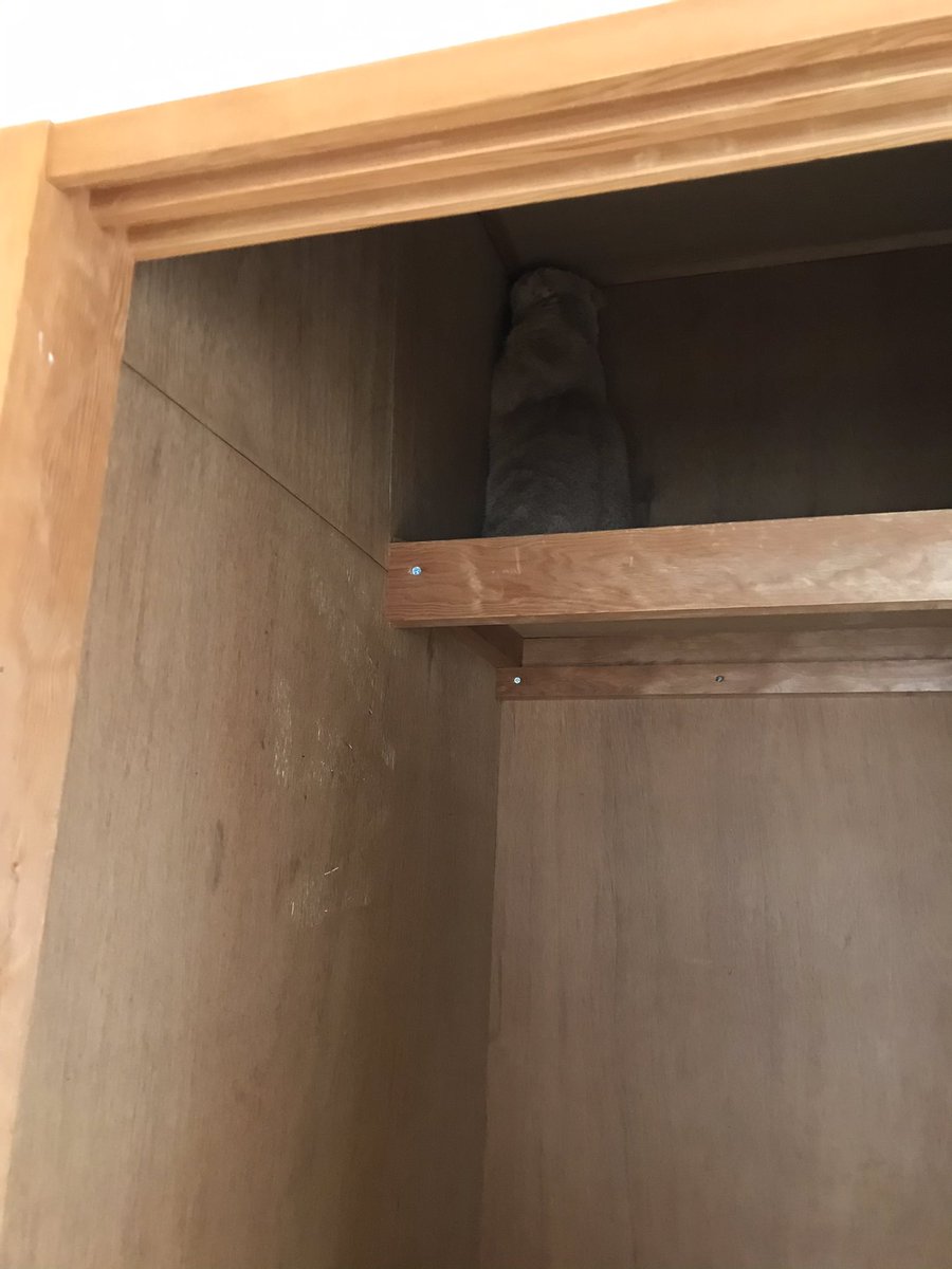 これから引越しでさぁ出発って時どこ探しても居なくてやっと見つけた時には押し入れの角と一体化してた猫 