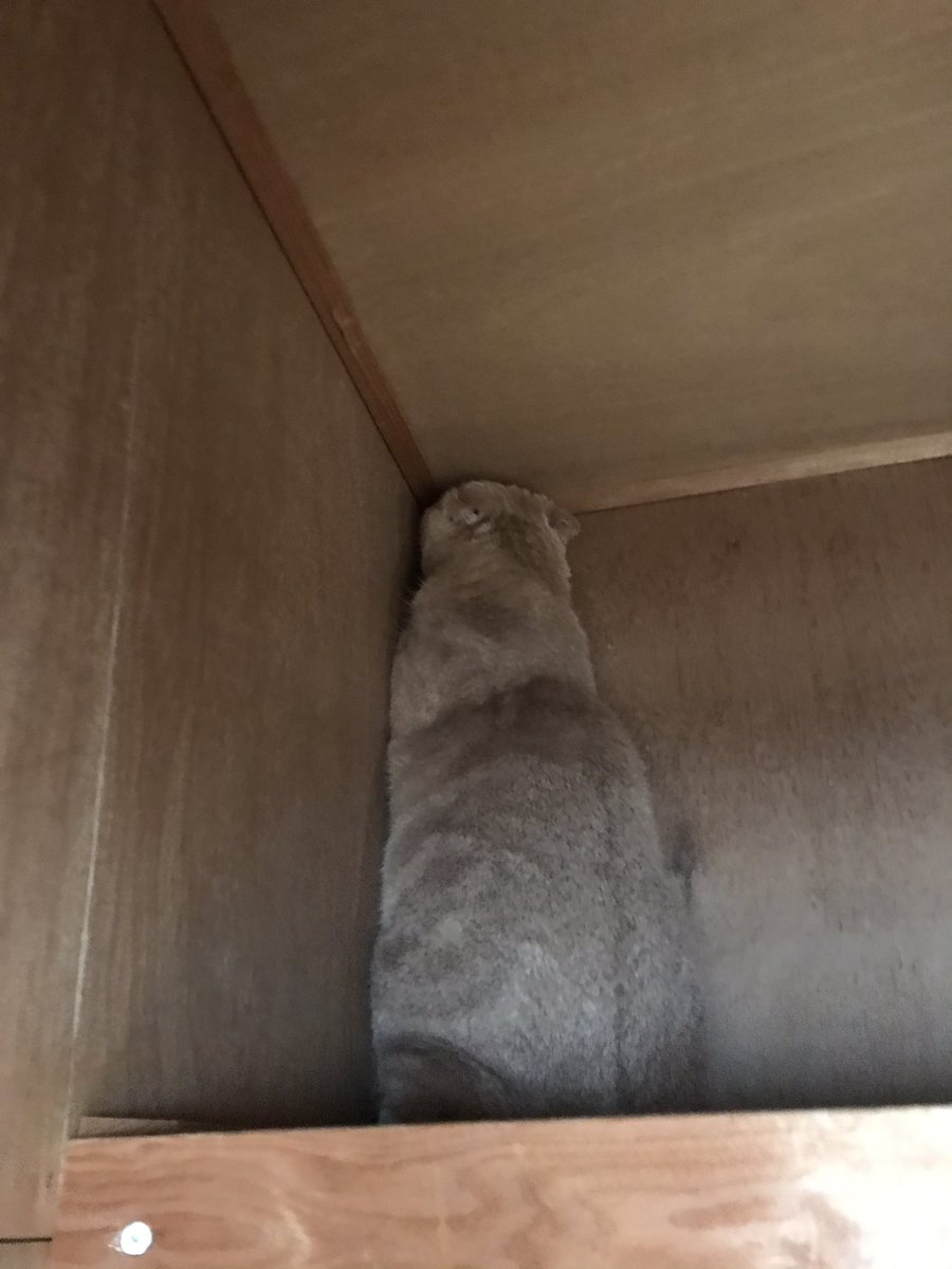 これから引越しでさぁ出発って時どこ探しても居なくてやっと見つけた時には押し入れの角と一体化してた猫 