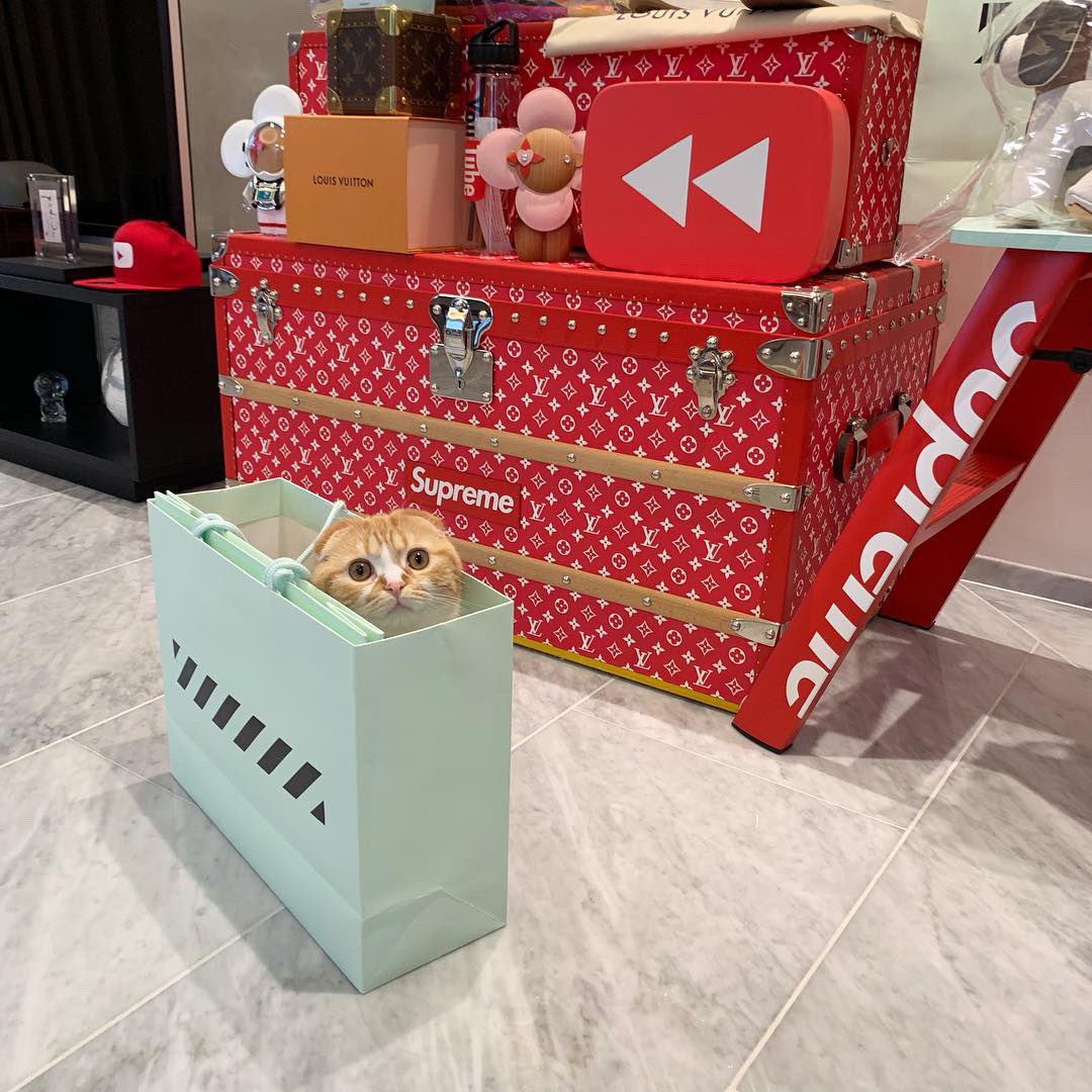 まるお、紙袋大好き😩💕 宇宙一かわいいよチミは😩💕 