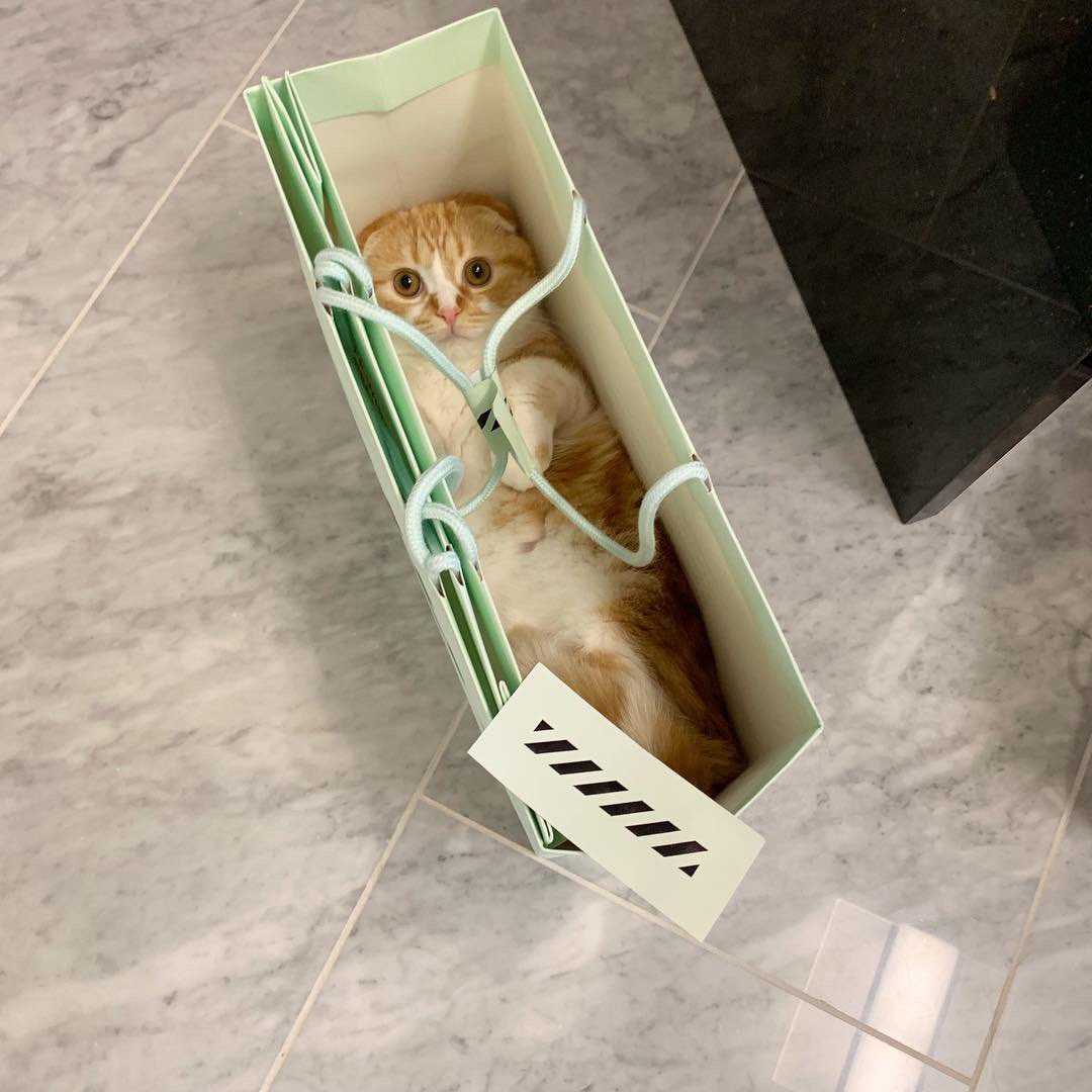 まるお、紙袋大好き😩💕 宇宙一かわいいよチミは😩💕 