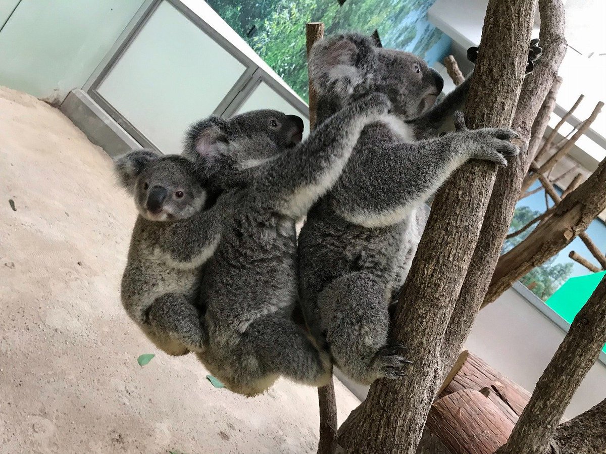 鹿児島はひどい雨でしたが、動物園は少し止みました