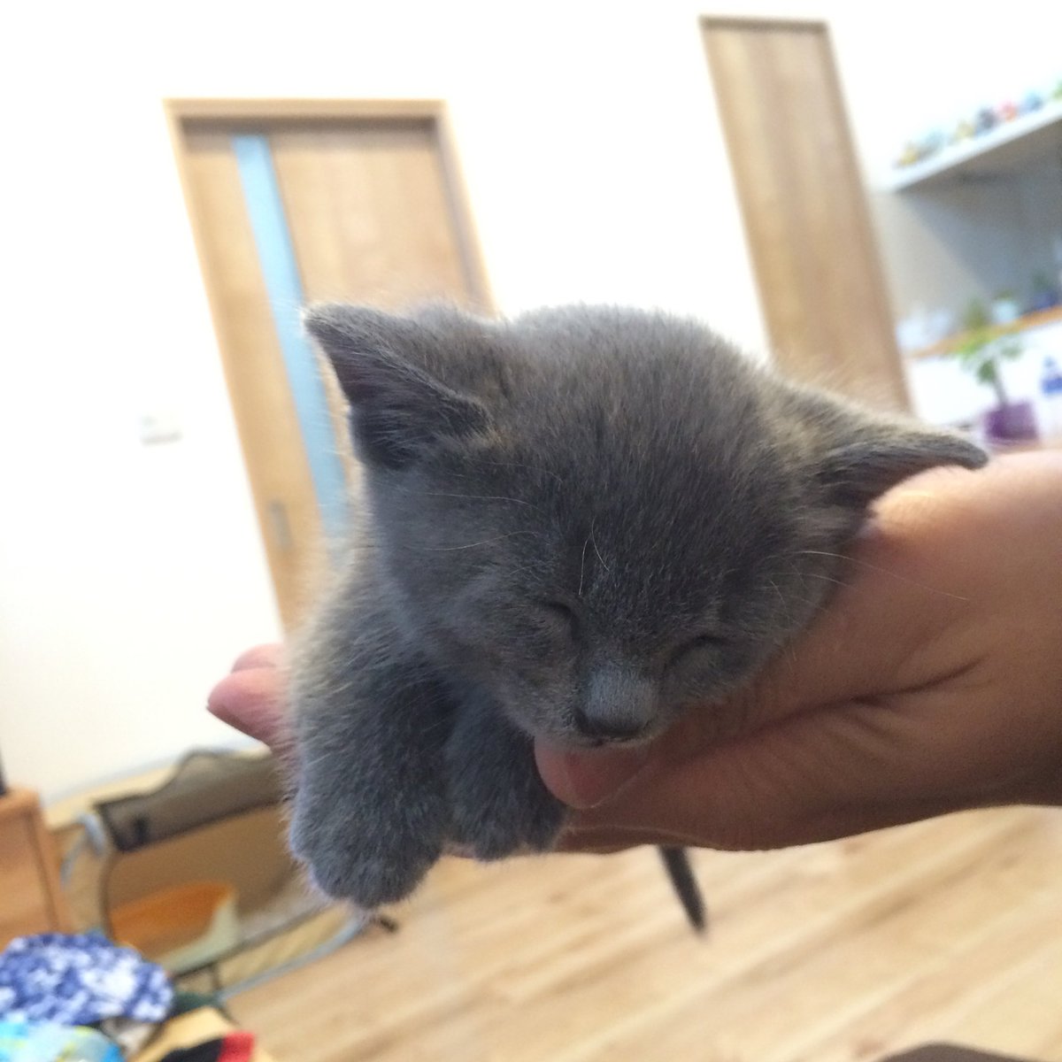  この頃はまだうちの子になる予定じゃなくて とりあえず保護していた時期