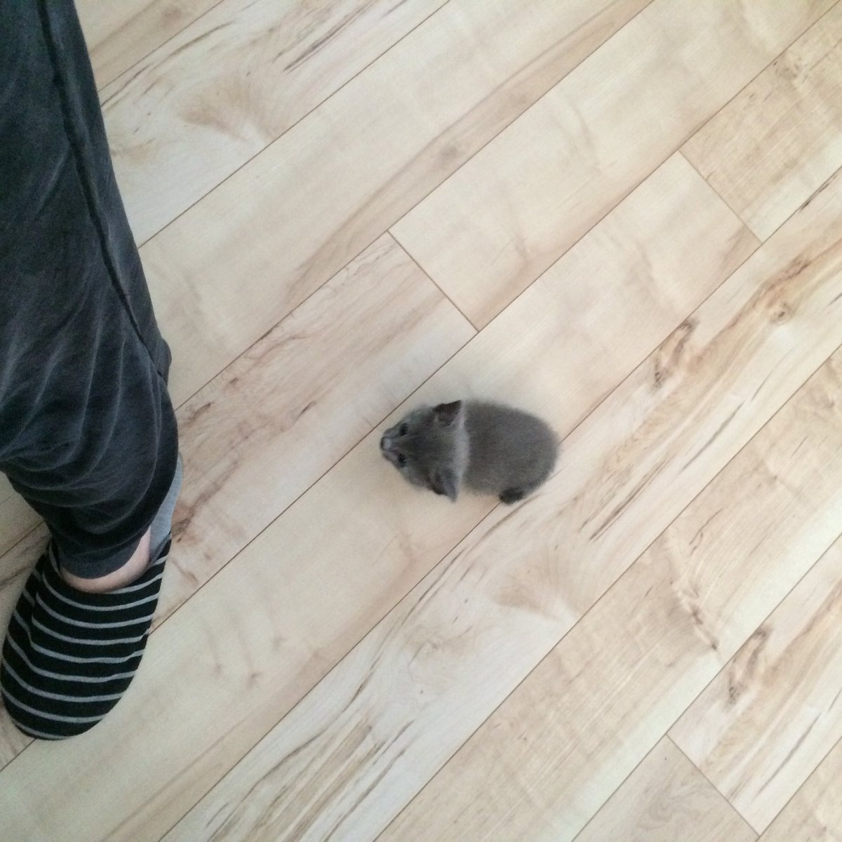  この頃はまだうちの子になる予定じゃなくて とりあえず保護していた時期