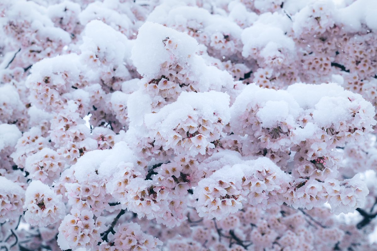 桜と雪のコラボ🌸❄️ 滅多に見れない自然の奇跡です✨ 