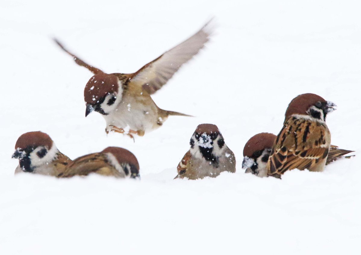 翼を使って雪をかき、埋まっている食べ物を掘り出しています(｡･ө･｡) 