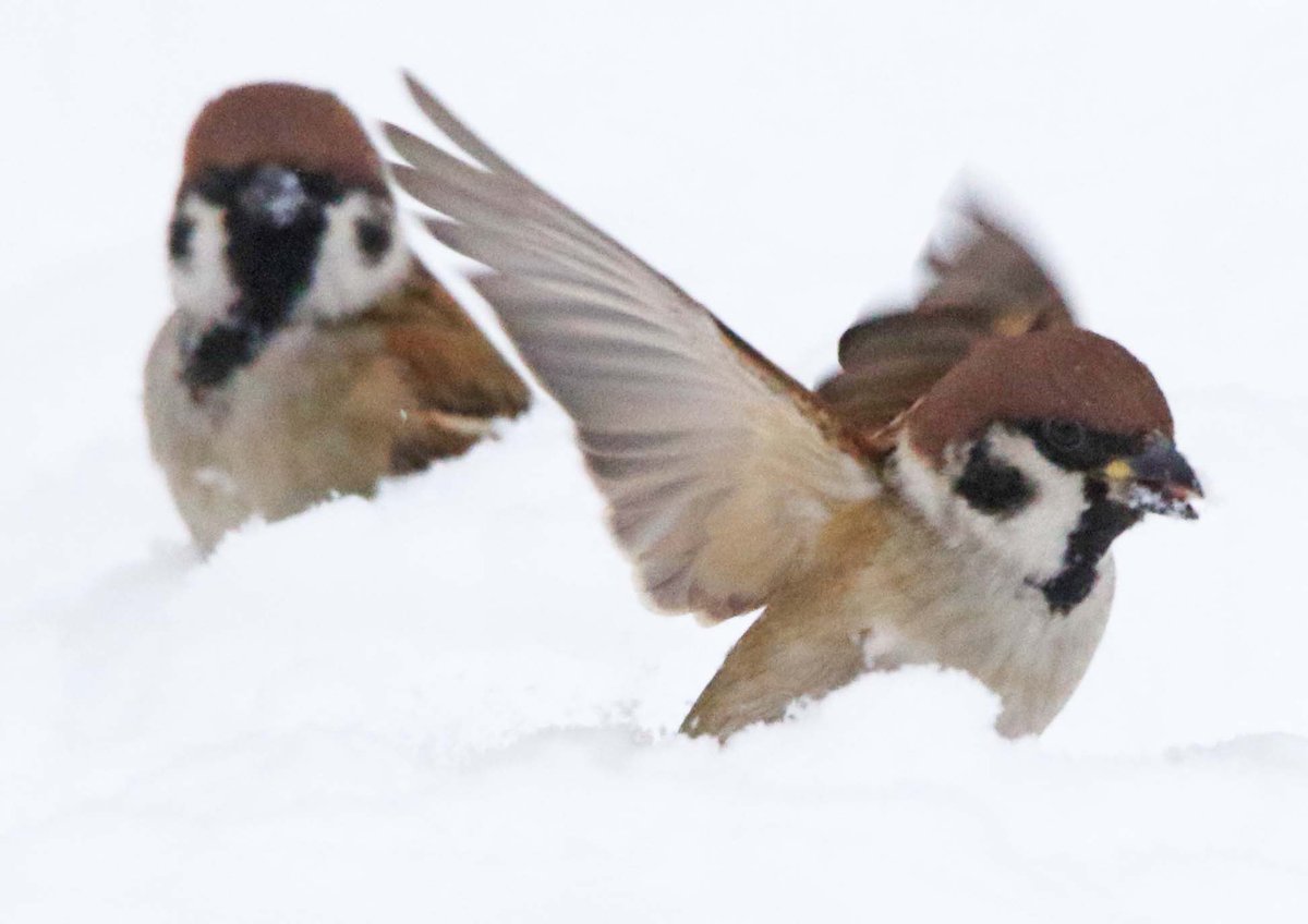 翼を使って雪をかき、埋まっている食べ物を掘り出しています(｡･ө･｡) 