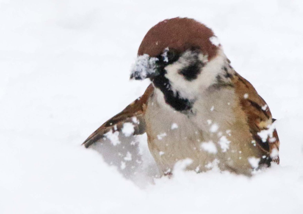 翼を使って雪をかき、埋まっている食べ物を掘り出しています(｡･ө･｡) 