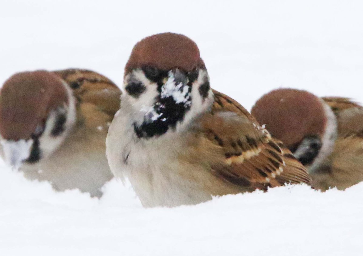 翼を使って雪をかき、埋まっている食べ物を掘り出しています(｡･ө･｡) 