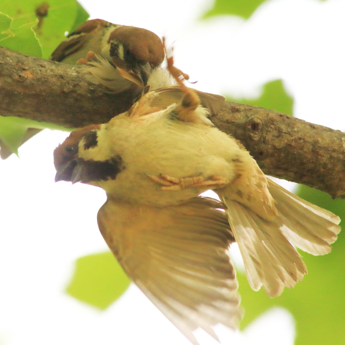 #お前よくぞそんなもん撮ってたな選手権  はしゃぎすぎて木から落ちたスズメ