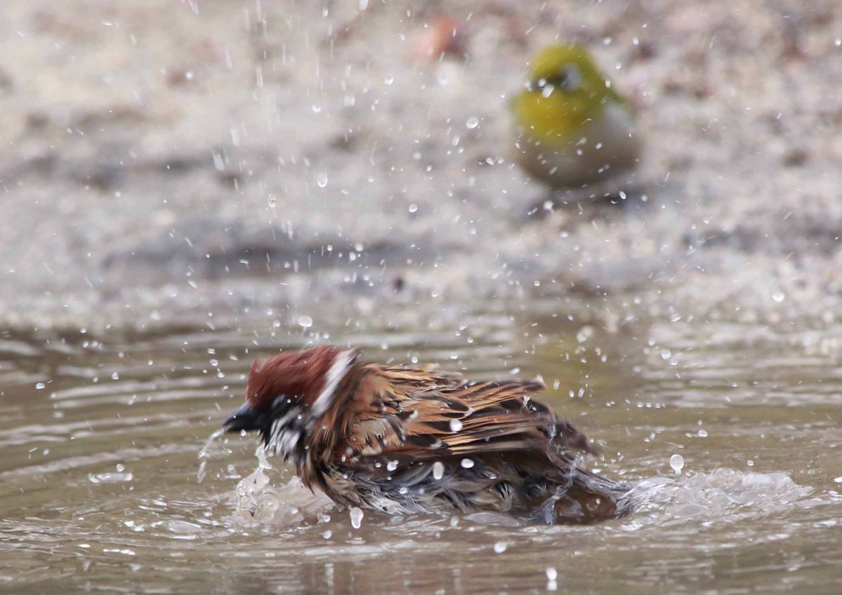 スズメが気持ちよさそうに水浴びしているのを、後ろからじっと見ていたメジロ