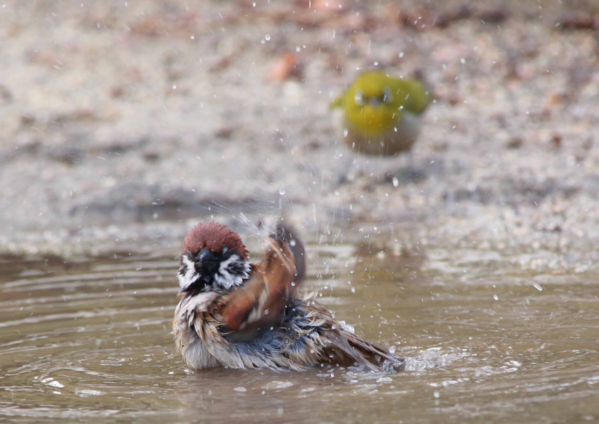 スズメが気持ちよさそうに水浴びしているのを、後ろからじっと見ていたメジロ