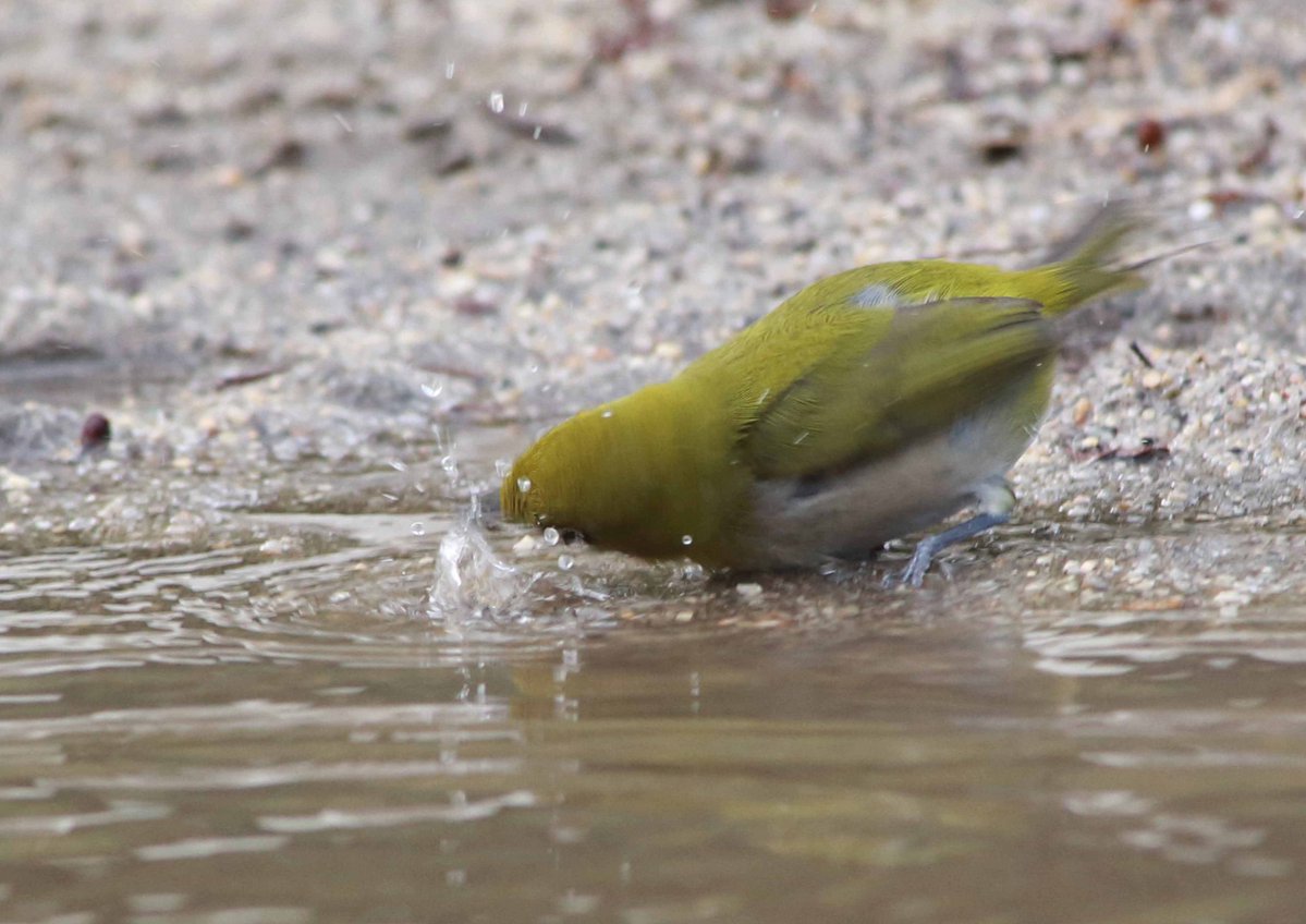 スズメが気持ちよさそうに水浴びしているのを、後ろからじっと見ていたメジロ