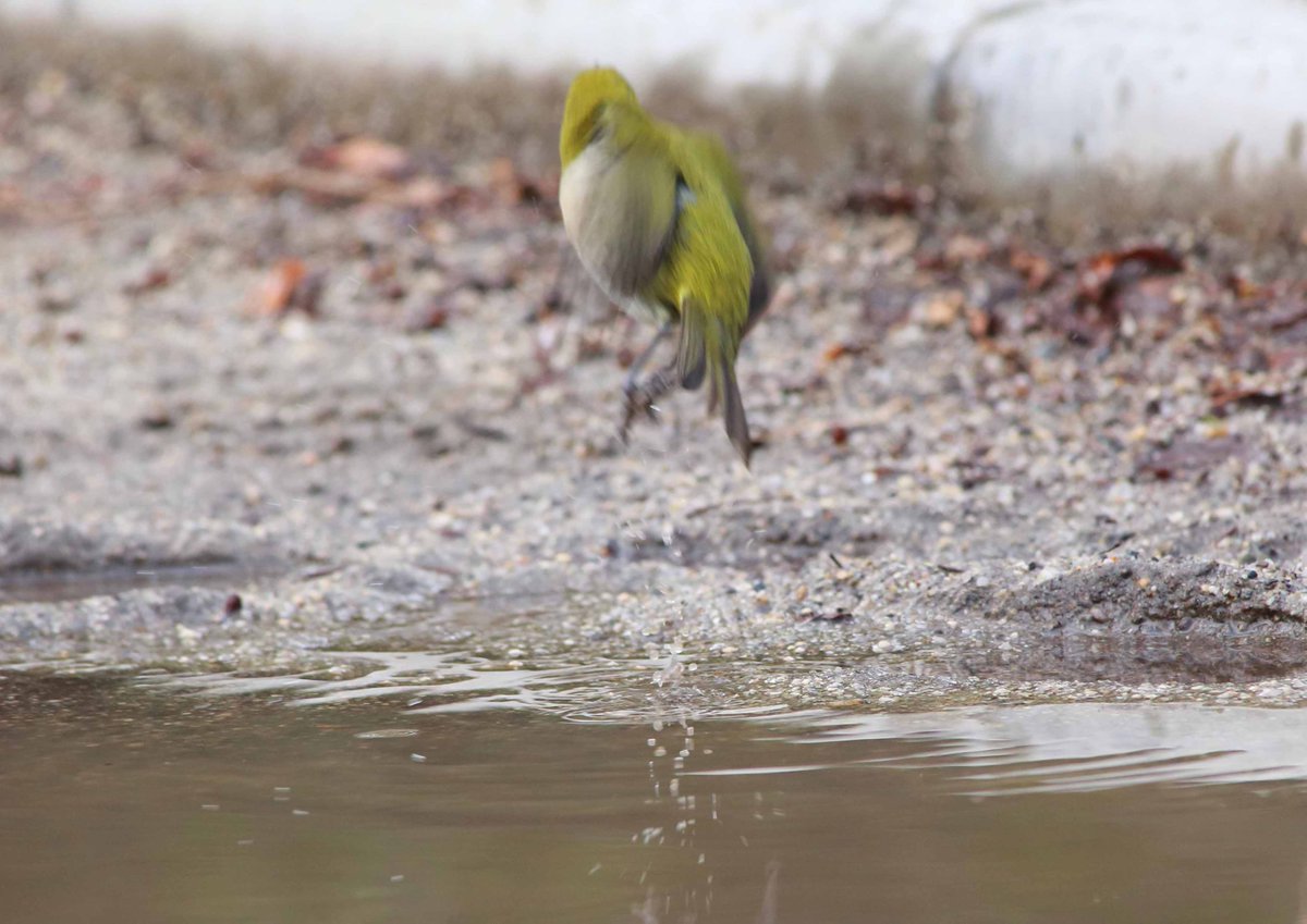 スズメが気持ちよさそうに水浴びしているのを、後ろからじっと見ていたメジロ