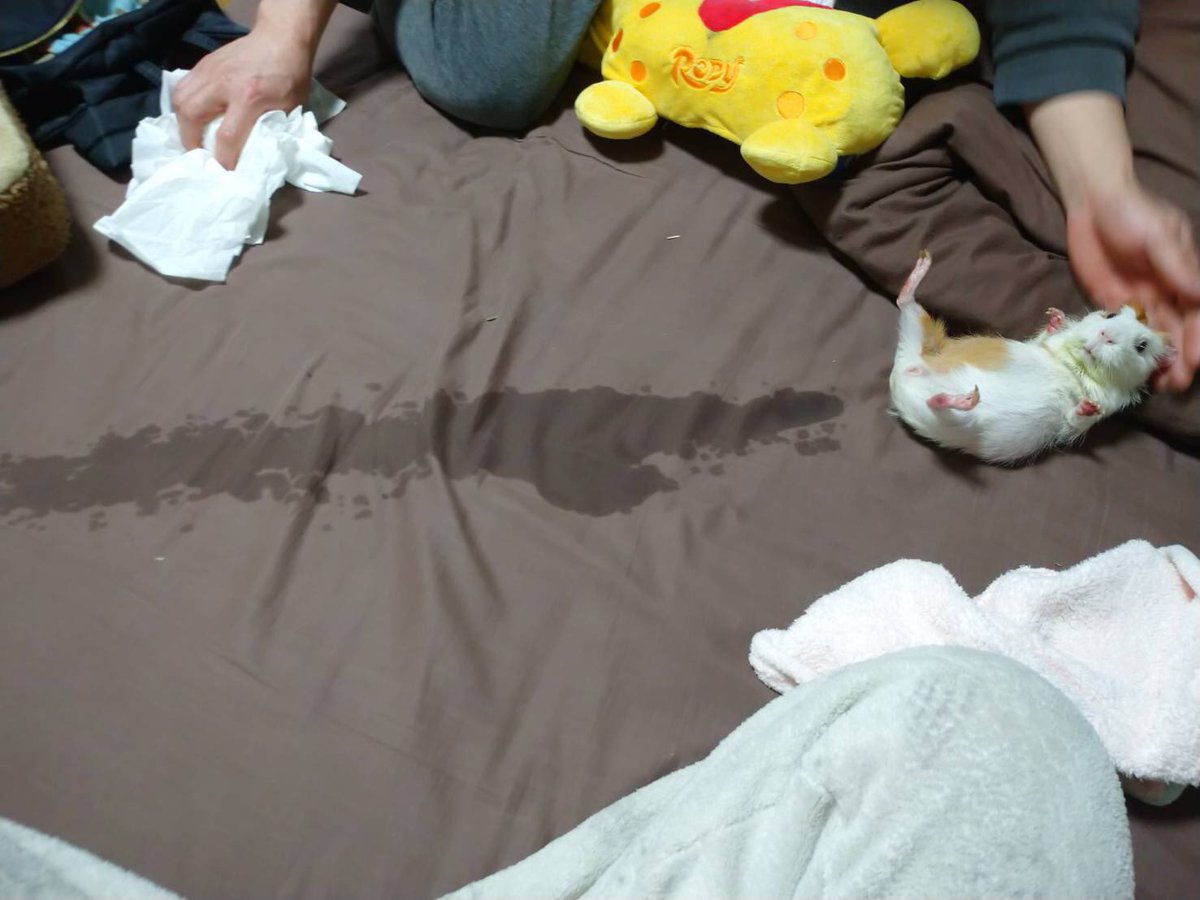 慌ててティッシュ取りに行った頃にはもう遅かった 