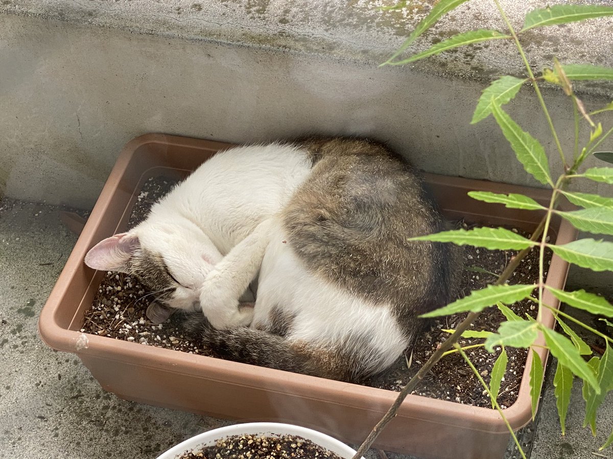 ベランダに植えたはずのない猫が咲いてるんだが。。 