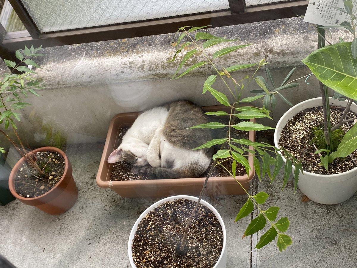 ベランダに植えたはずのない猫が咲いてるんだが。。 