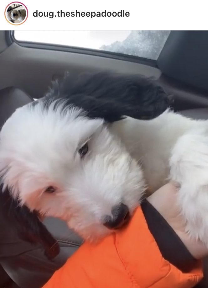 えええ…実写版スヌーピーやん… 