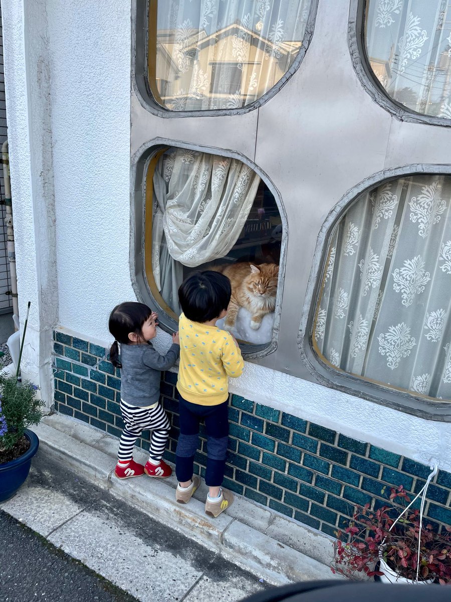 近所の美容室に高貴な猫が二匹いる 